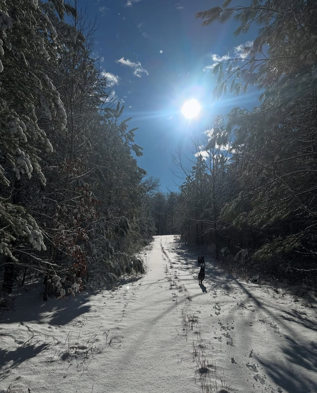 The Wildlands Cabin The Property Grounds image 2